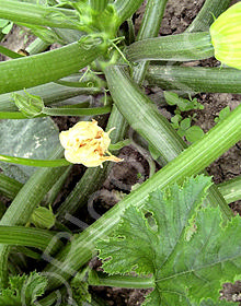 Cucurbita pepo 'Dark Green'